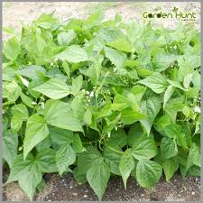 White Cattle Bean Seeds Perfect for Home Vegetable Gardens