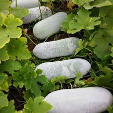 White Wax Gourd Vegetable Seeds for Planting