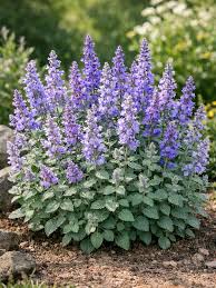 Green Cat Mint Seeds for Planting