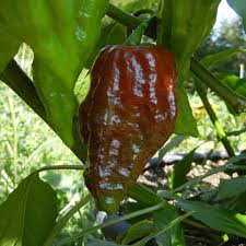 Bhut Jolokia Brown Seeds - Perfect for Planting Hot Peppers