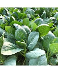 Green Kai-LAN Seeds for Home Planting