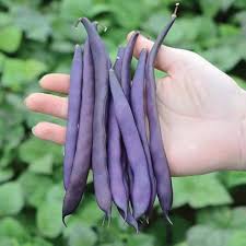 Burgundy Bean Seeds for Vegetable Planting