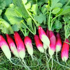 Radish Seeds for Planting - Vegetable Seeds