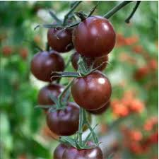 Chocolate Tomato Vegetable Seeds - Perfect for Home Gardens