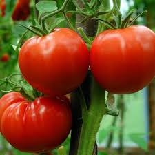 Beefmaster Red Tomato Seeds for Planting - Vegetable Garden Seeds