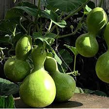 Green Birdhouse Gourd Vegetable Seeds for Planting