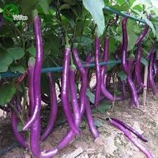Planting Seeds: Aubergine Vegetable Collection