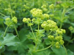 Alchemilla mollis (Lady's Mantle) Seeds for Planting