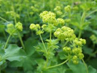 Alchemilla mollis (Lady's Mantle) Seeds for Planting
