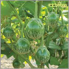 Thai Eggplant Seeds for Planting - Cultivate Flavorful and Versatile Vegetables in Your Garden