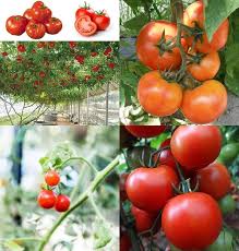 Zac Tomato Vegetable Seeds Planting