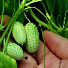 Green Cucamelon Vegetable Seeds for Planting