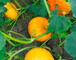 Yellow Pumpkin Vegetable Planting Seeds
