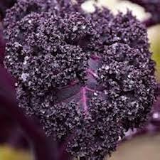 Purple Scarlet Kale Vegetable Seeds for Easy Planting