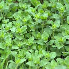 Oregano Herb Seeds for Planting - Grow Fresh Flavor