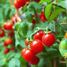 Red Bell Tomato Vegetable Seeds  Perfect for Home Growing