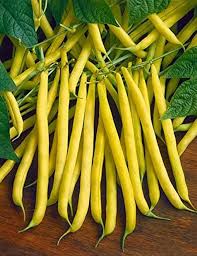 Heirloom Yellow Wax Bean Seeds for Planting  Grow Delicious Beans