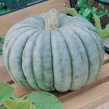 Gray Zapallo Plomo Vegetable Planting Seeds