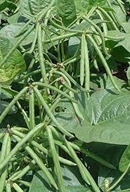 Green Mung Bean Seeds for Vegetable Gardening