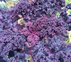 Purple Scarlet Kale Vegetable Seeds for Easy Planting