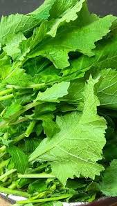 Green Turnip Seeds for Planting