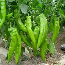 Chili Pepper Vegetable Seeds for Easy Planting