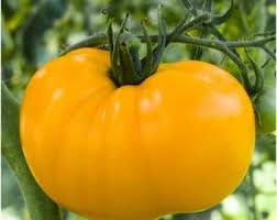 Big Yellow Tomato Seeds for Home Planting