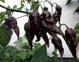 Chocolate Bubblegum Vegetable Seeds for Planting
