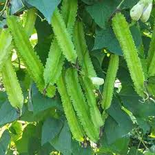 Green Winged Bean Seeds for Easy Planting
