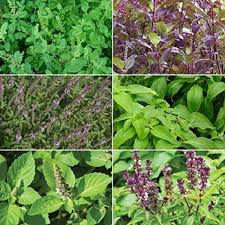 Basil Seeds for Planting