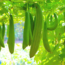 Green Luffa Sponge Vegetable Seeds for Planting