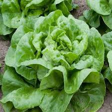 Green Bibb Vegetable Seeds, Essential Planting Tips