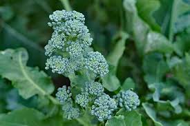 Sea Kale Vegetable Seeds for Planting