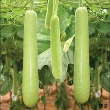 Green Calabash Seeds for Planting