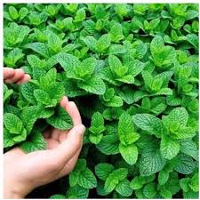 Green Water Mint Seeds for Planting  Perennial Water Garden Herb