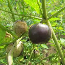 Purple Tomatillo Seeds for Easy Planting
