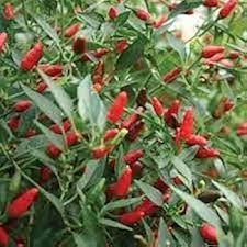 Chile Pepper Planting Seeds for Vegetable Gardens