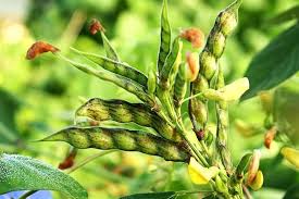 Jamaica Gungo Vegetable Seeds for Planting  High-Quality Seeds for Your Garden