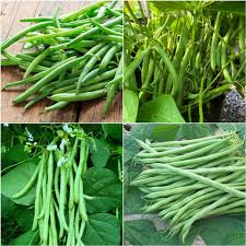 Green Snap Bean Seeds for Planting
