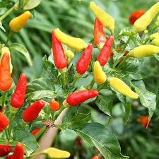 Red & Yellow Tabasco Pepper Seeds for Vegetable Gardens