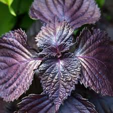 Purple Leaf Perilla Seeds for Easy Planting
