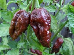 Bhut Jolokia Brown Seeds - Perfect for Planting Hot Peppers