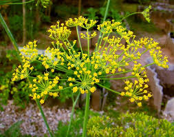 Anise Flower Planting Seeds for Home Gardens