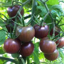 Chocolate Tomato Vegetable Seeds - Perfect for Home Gardens