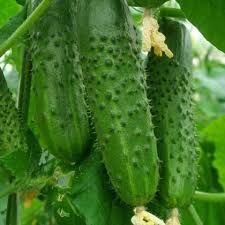 Octopus Cucumber Vegetable Seeds for Planting