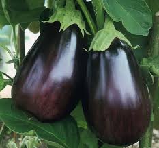 SAFLAX Eggplant Seeds for Easy Planting  Grow Your Own Vegetables