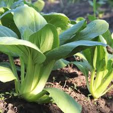 Green Pak Choi Seeds for Vegetable Planting