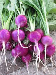 Purple Radish Seeds for Easy Planting