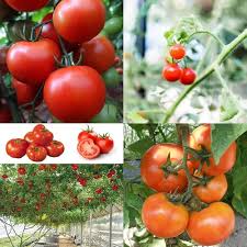 Beefmaster Red Tomato Seeds for Planting - Vegetable Garden Seeds