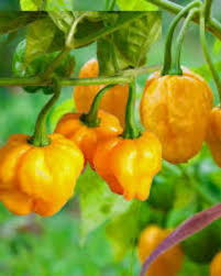 Yellow Reaper Seeds for Planting  Hot Pepper Vegetable